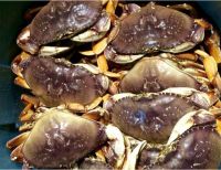 Dungeness Crab