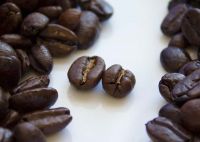 Arabica and Robusta coffee beans