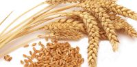 Wheat Grains