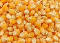 Yellow Maize / corn