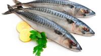 Frozen Mackerel fish For Sale