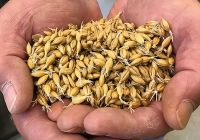 BARLEY MALT