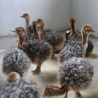 Ostrich chicks and fertile ostrich eggs