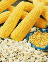 Wholesale mushroom popcorn kernels.Mushroom popcorn kernels, Yellow Popcorn, Yellow Popcorn. Wholesale Prices