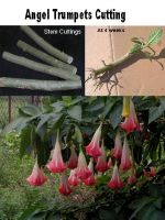 angel trumpet cuttings easy to root , fast growing