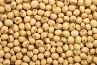 Soya Beans