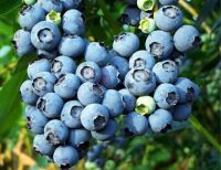Sell Blueberry extract powder