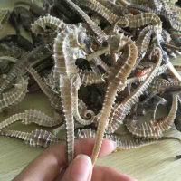 HIGH GRADE DRY SEAHORSE FOR SALE