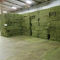 Rhodes Grass Hay Bales For Animal Feed and Forage