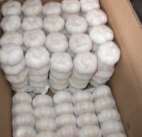 Chinese White Garlic wholesale prices