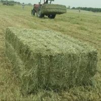 Cheap Rhodes Grass Hay Bales For Animal Feed and Forage wholesale