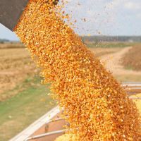 Cheap Yellow Corn Available/ Yellow Maize for Animal Feed or Human