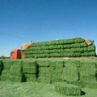 Buy Cheap Rhodes Grass Hay Bales For Animal Feed and Forage