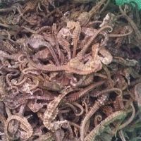 Top Quality High Grade Wholesale Dry Sea Horse