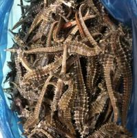 Buy Cheap High Grade Wholesale Dry Sea Horse