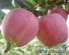 Sell apples made in yantai of china