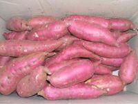 supplying sweet potato