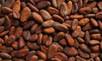 selling best quality Cocoa Beans