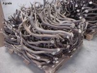 Sell deer antler