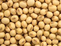 Soybeans  Non-GMO Soybeans