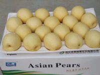 Sell Fresh Asian Pears