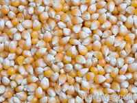 Sell yellow maize (Animal Feed)