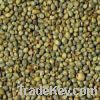 Sell GREEN MILLET