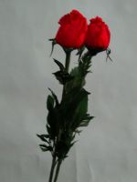 Sell feather rose