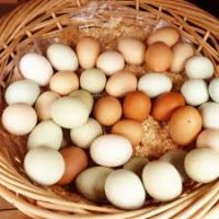 Good Quality Broiler hatching chicken eggs