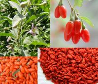 Sell Super Grade BIG Goji Berry Wolfberry ORGANIC