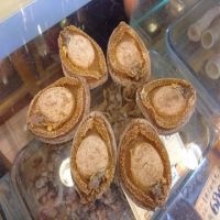 Quality Frozen Gold Abalone 16-20g