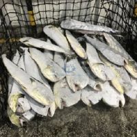 Cheap Whole Round Of Frozen Sea Caught Mahi Mahi Fish