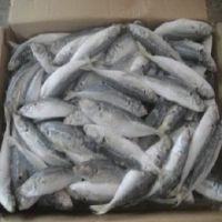 Frozen Pacific Mackerel Fish On Sale Frozen Indian Mackerel Fish