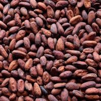 Roasted Cocoa Beans