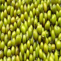 Dry Green Mung Bean