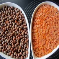 Top Quality Tasteful Bulk selling Red Lentils