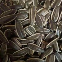 the top quality of new crop 2019 sunflower seeds type no.601