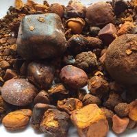 Cattle Gallstones, cow Gallstones