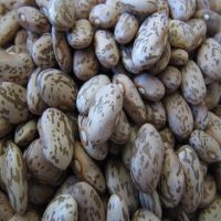 High Quality T Dry Pinto Bean Red and White Kidney Beans