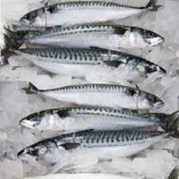 HACCP Block BQF mackerel and frozen pacific horse mackerel fish