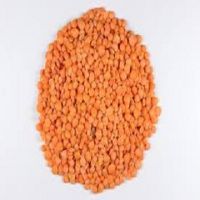 Red Lentils, Red Whole Lentils and Red Split Lentils Wholesale