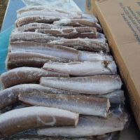 Fresh frozen Hake whole fish, Frozen Hake fish fillet hake