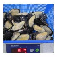 Frozen Half Shell Mussel