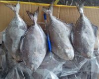 White Silver Pomfret Fish