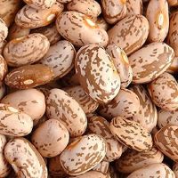 GOOD QUALITY ETHIOPIAN DRIED PINTO BEANS FOR SALE