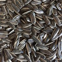 Top quality healthy export bulk flavored sunflower seeds now in stock
