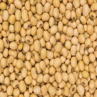 Non Gmo Soybeans / Soya Beans, Soy bean Seeds and Soya bean Seeds