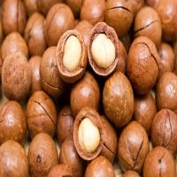 Raw Macadamia nuts / Macadamia Nuts WholeSale