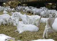 Full Breed Boer Goats / Boer Goats / Saanen Goats / Anglo-Nubian Goats For Sale