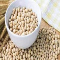 High Quality Premium Natural and Non- GMO Yellow Soybean Seeds / Soya Bean /Soy Beans